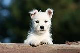 WESTIE 322
